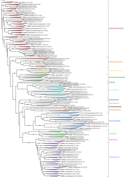 6 OTUs: Rhizobiales (0,0,1,0,4,4) 3 OTUs: Rhizobiales (0,0,0