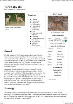 Kirk`s dik-dik - Wikipedia, the free encyclopedia