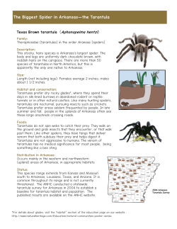 arkansas tarantula - Arkansas Natural Heritage Commission