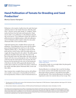 Hand Pollination of Tomato for Breeding and Seed Production1