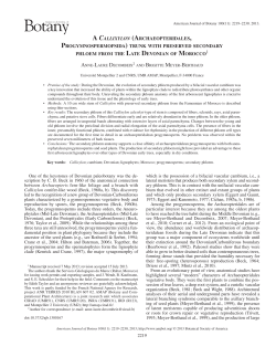 2013 ALD BMB Callixylon phloem AJB