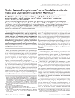 Similar Protein Phosphatases Control Starch Metabolism in Plants