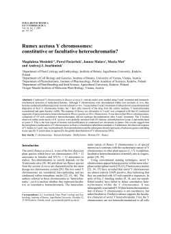 Rumex acetosa Y chromosomes: constitutive or facultative
