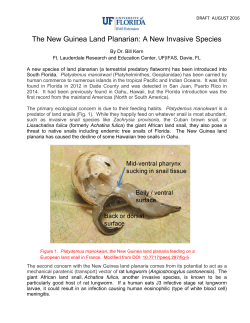 The New Guinea Land Planarian: A New