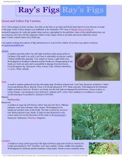 Green and Yellow Fig Varieties