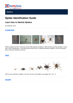 Spider Anatomy - How to Identify Spiders