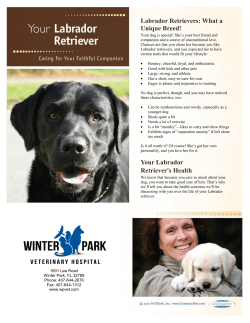 Labrador Retriever - Winter Park Veterinary Hospital