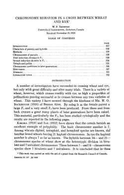CHROMOSOME BEHAVIOR IN A CROSS BETWEEN