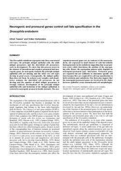 Neurogenic and proneural genes control cell fate