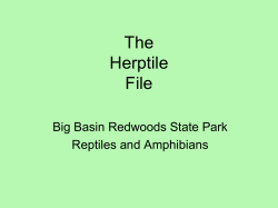 The Herptile File