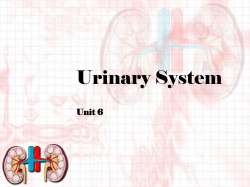 Urinary System