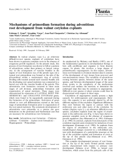 Mechanisms of primordium formation during adventitious