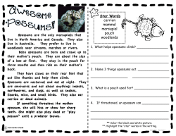 Star Words carrion mammal marsupial pouch woodlands Opossums