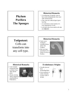Phylum Porifera The Sponges Totipotent: Cells can transform into