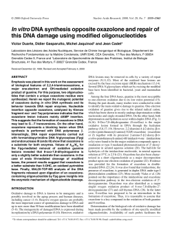 In vitro DNA synthesis opposite oxazolone and