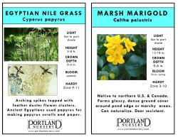 Cyperus papyrus: Egyptian Nile Grass and