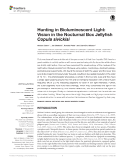 Hunting in Bioluminescent Light: Vision in the Nocturnal Box