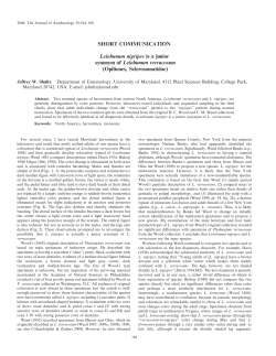 Leiobunum nigripes is a junior synonym of Leiobunum