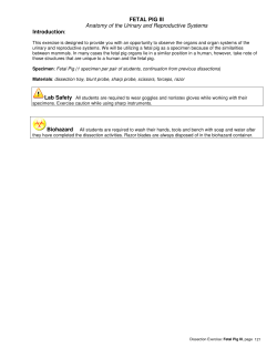 FETAL PIG III Anatomy of the Urinary and Reproductive Systems