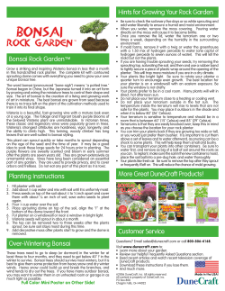 Planting Instructions Hints for Growing Your Rock Garden Bonsai