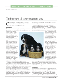 Taking care of your pregnant dog