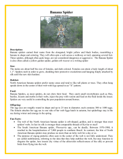 Banana Spider
