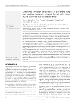 Differential infection efficiencies of peripheral lung and tracheal