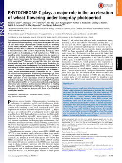 PHYTOCHROME C plays a major role in the acceleration of wheat