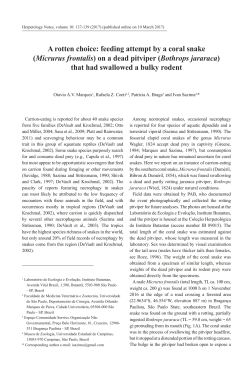 A rotten choice: feeding attempt by a coral snake