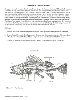 Homologies in Vertebrate Skeletons Biologists who study evolution