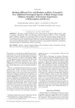 Bradysia difformis Frey and Bradysia ocellaris