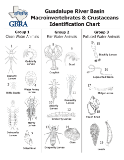a copy of the Guadalupe River Basin Macroinvertebrates