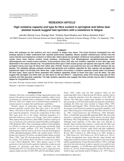 High oxidative capacity and type IIx fibre content in springbok and