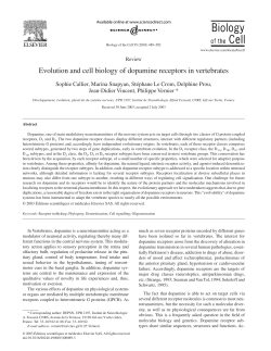 Evolution and cell biology of dopamine receptors in vertebrates