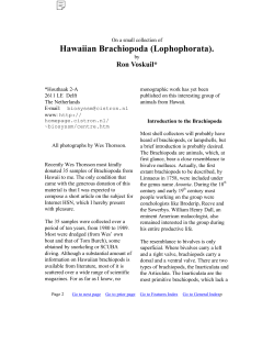 On a small collection of Hawaiian Brachiopoda (Lophophorata)