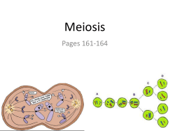 Notes: Meiosis