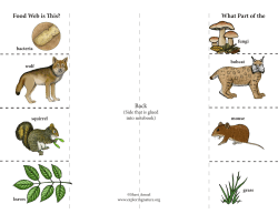 Back What Part of the Food Web is This?