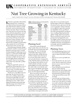 ID-77: Nut Tree Growing in Kentucky