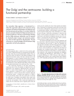 The Golgi and the centrosome - The Journal of Cell Biology