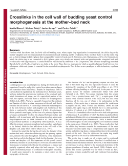 Crosslinks in the cell wall of budding yeast control morphogenesis at