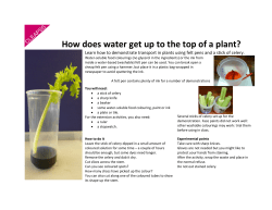How does water get up to the top of a plant?