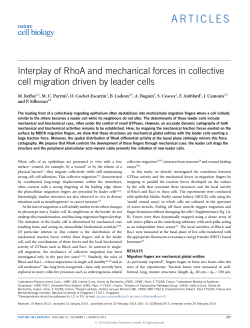 Interplay of RhoA and mechanical forces in collective cell migration