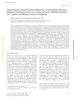 Depolarization-induced Calcium Responses in Sympathetic Neurons