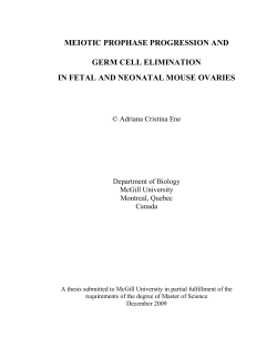 meiotic prophase progression and germ cell