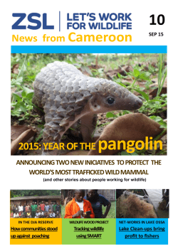 News from Cameroon 2015: YEAR OF THE pangolin