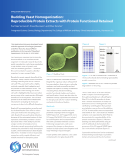 Budding Yeast Homogenization: Reproducible Protein Extracts with