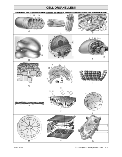 Cell organelles ID with key!