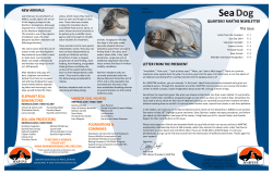 Dog Sea - Marine Mammal Care Center