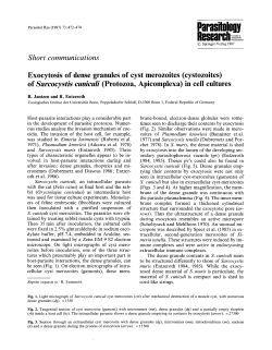 Exocytosis of dense granules of cyst merozoites