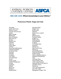 Poisonous Plants - Home at Last Animal Rescue